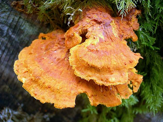 La  Foresta  Igrofila  di  Ettingen
